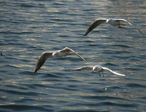 天津海鸥爆料视频,一场惊心动魄的幕后故事  第3张